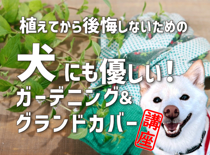 植えてから後悔しないための《犬にも優しいガーデニング・グランドカバー講座》